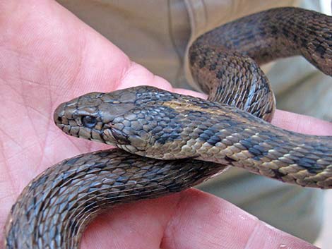 Wandering Gartersnakes (Thamnophis elegans vagrans)