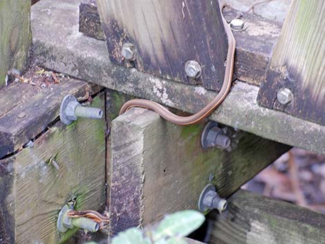 Common Gartersnake (Thamnophis sirtalis)