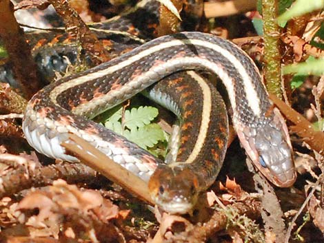 Common Garter Snake (Thamnophis sirtalis)