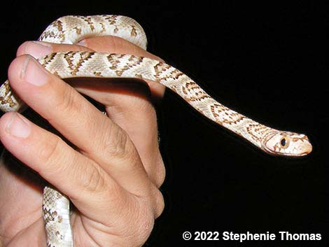 Lyre Snake (Trimorphodon biscutatus)