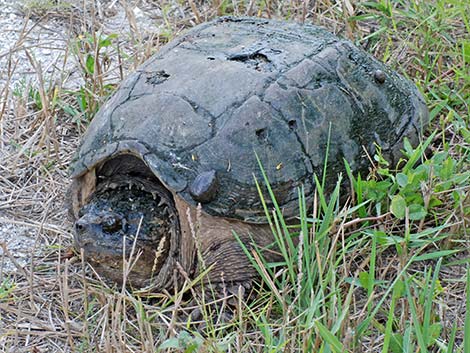 Common Snapping Turtle (Chelydra serpentina)