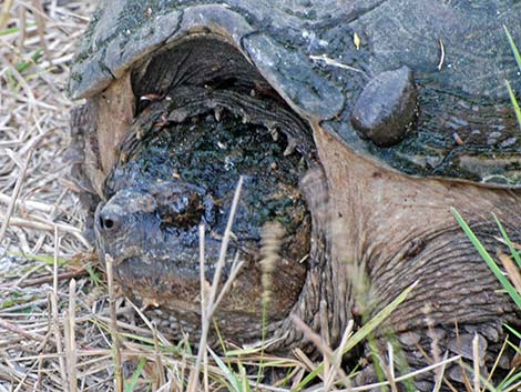 Common Snapping Turtle (Chelydra serpentina)