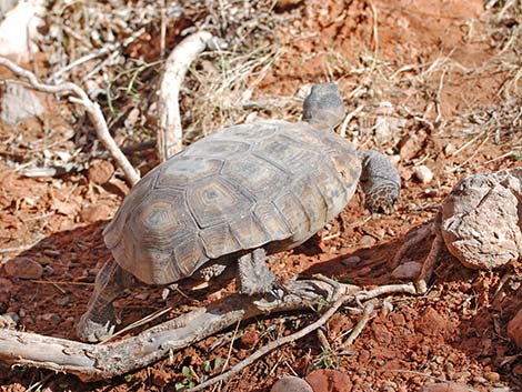 Desert Tortoise (Gopherus agassizii)