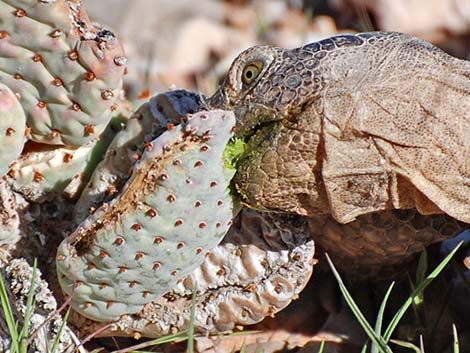 Desert Tortoise (Gopherus agassizii)