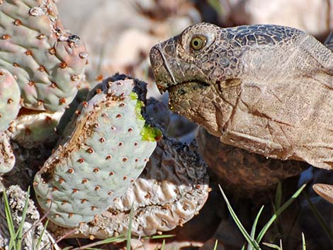 Desert Tortoise (Gopherus agassizii)