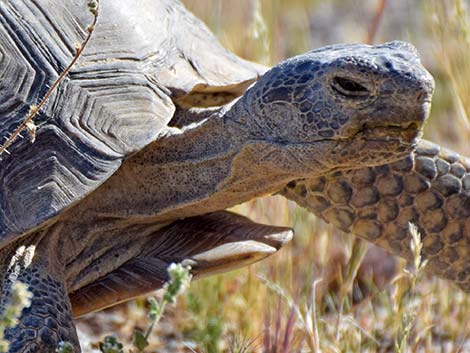 Desert Tortoise (Gopherus agassizii)