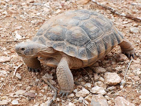 Desert Tortoise (Gopherus agassizii)