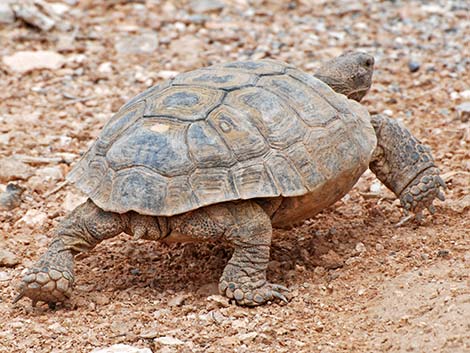 Desert Tortoise (Gopherus agassizii)