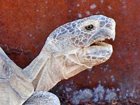 Desert Tortoise (Gopherus agassizii)