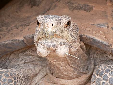 Desert Tortoise (Gopherus agassizii)