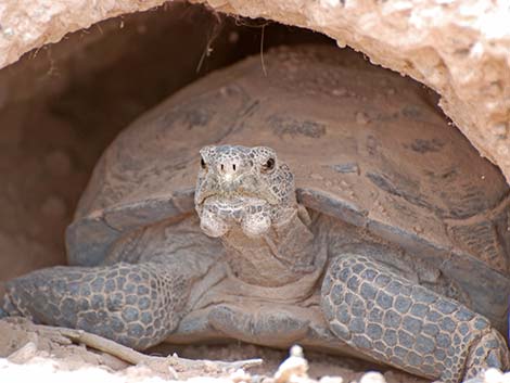 Desert Tortoise (Gopherus agassizii)