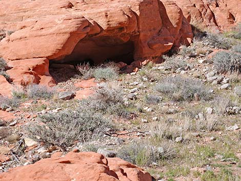 Desert Tortoise (Gopherus agassizii)