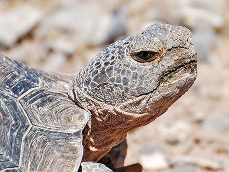 Desert Tortoise (Gopherus agassizii)