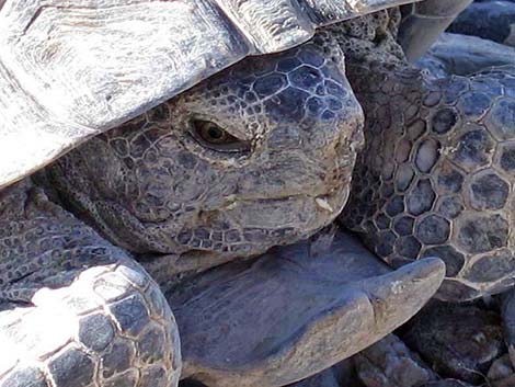 Desert Tortoise (Gopherus agassizii)