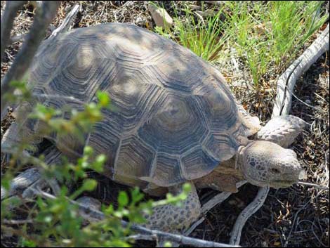 Desert Tortoise (Gopherus agassizii)