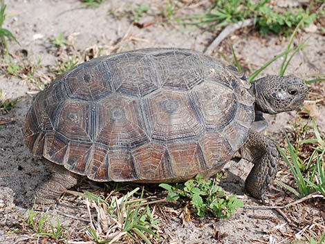 Gopher Tortoise (Gopherus polyphemus)