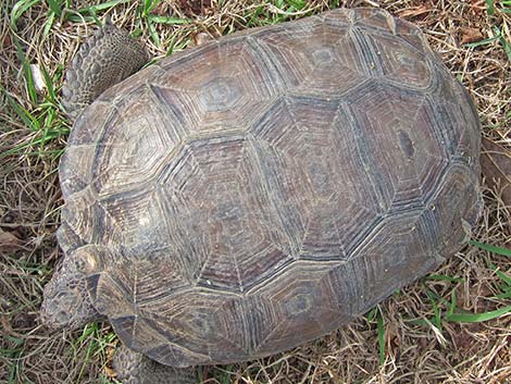 Gopher Tortoise (Gopherus polyphemus)