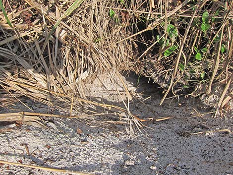 Gopher Tortoise (Gopherus polyphemus)