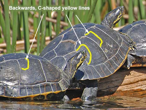 Suwannee Cooter (Pseudemys concinna suwanniensis)