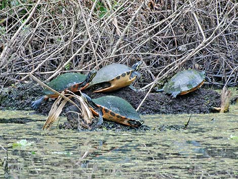 Florida Red-bellied Cooter (Pseudemys nelsoni)