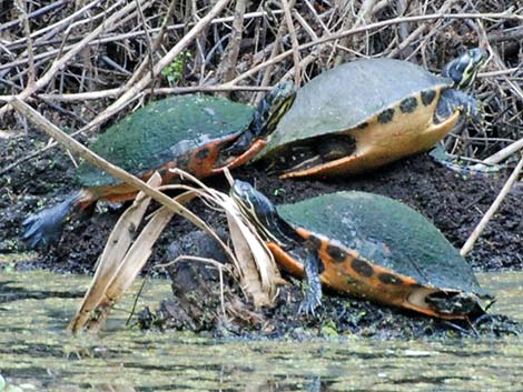 Florida Red-bellied Cooter (Pseudemys nelsoni)