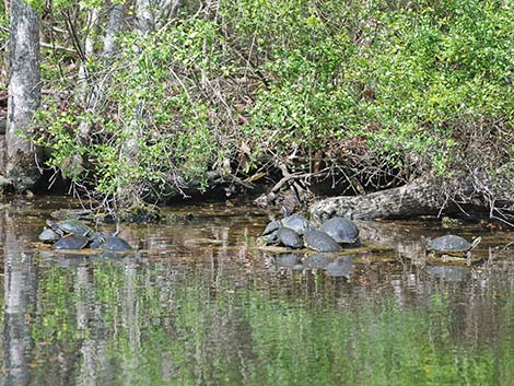 Florida Red-bellied Cooter (Pseudemys nelsoni)