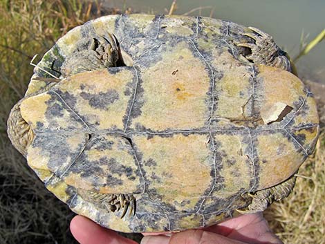 Big Bend Slider (Trachemys gaigeae)