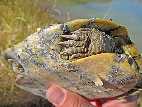 Big Bend Slider (Trachemys gaigeae)