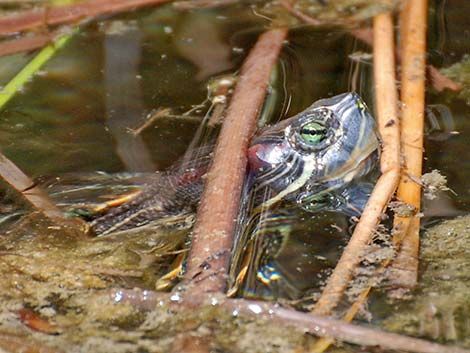 Red-eared Slider (Trachemys scripta elegans)