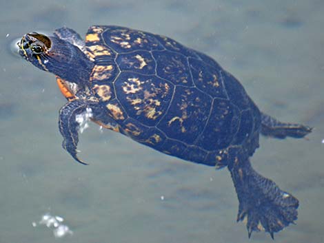 Red-eared Slider (Trachemys scripta elegans)