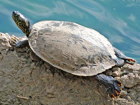 Red-eared Slider (Trachemys scripta elegans)