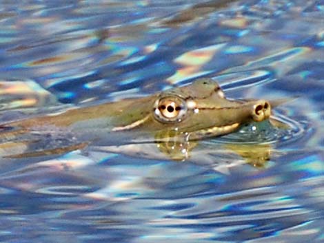 Texas Softshell (Apalone spinifera emoryi)