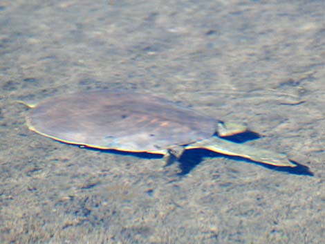 Spiny Softshell (Apalone spinifera emoryi)