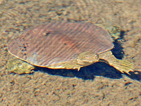 Spiny Softshell (Apalone spinifera emoryi)