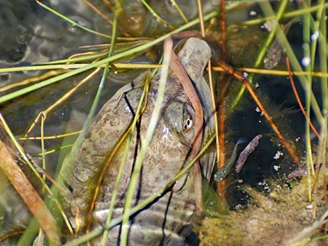 Spiny Softshell (Apalone spinifera emoryi)